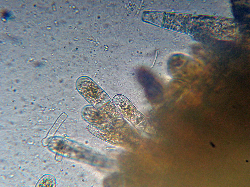 Ancora Bactridium flavum